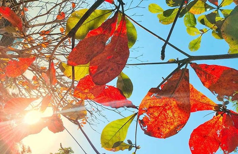 Hướng dẫn các cách chữa bệnh trĩ bằng lá bàng 1