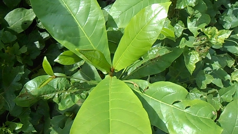 Giải đáp thắc mắc: Lá bàng chữa viêm họng có được không? 1