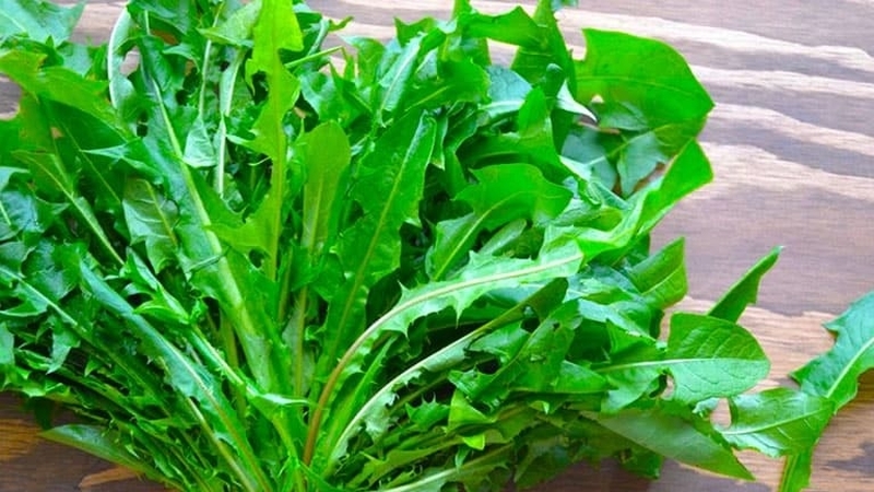 Lá bồ công anh chữa bệnh gì? Cách dùng lá bồ công anh chữa bệnh 2