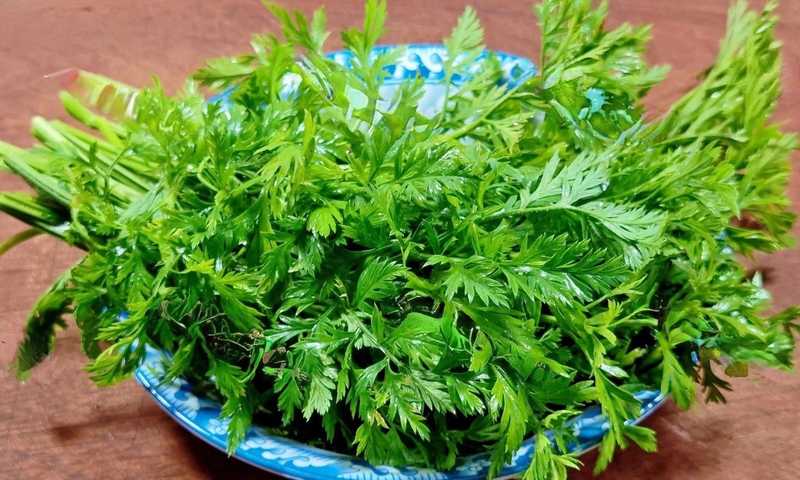 Lá cà rốt mang đến nhiều lợi ích sức khỏe khi được dùng đúng cách