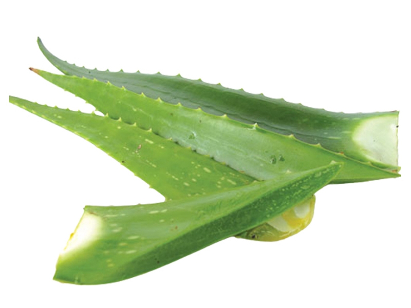 lá cây chữa bệnh trào ngược dạ dày 3