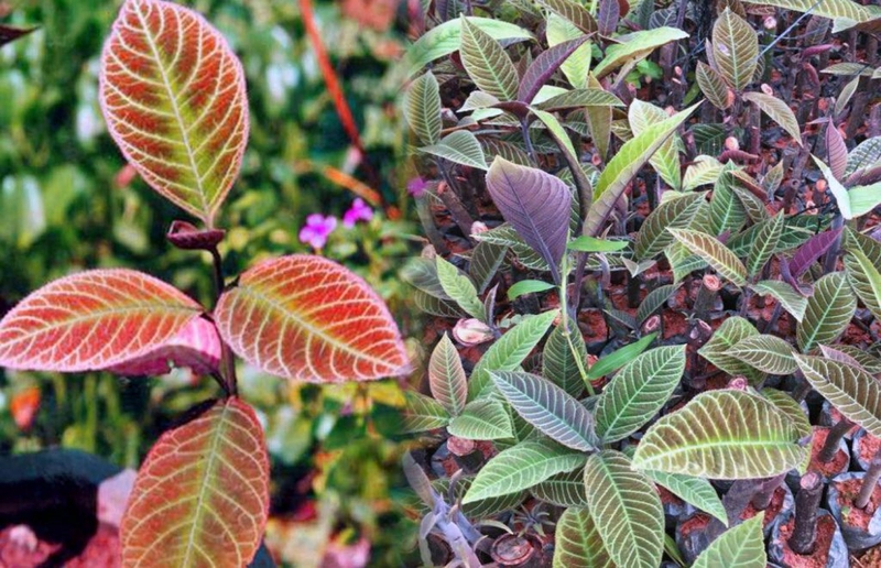 lá cây chữa bệnh trào ngược dạ dày 4