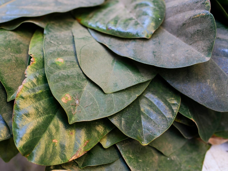 Top 5 loại lá cây chữa đau thượng vị hiệu quả nhất 3