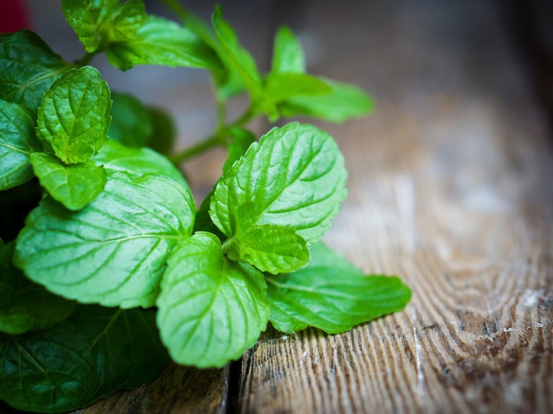 Những loại lá cây trị hôi miệng hiệu quả nhất 3