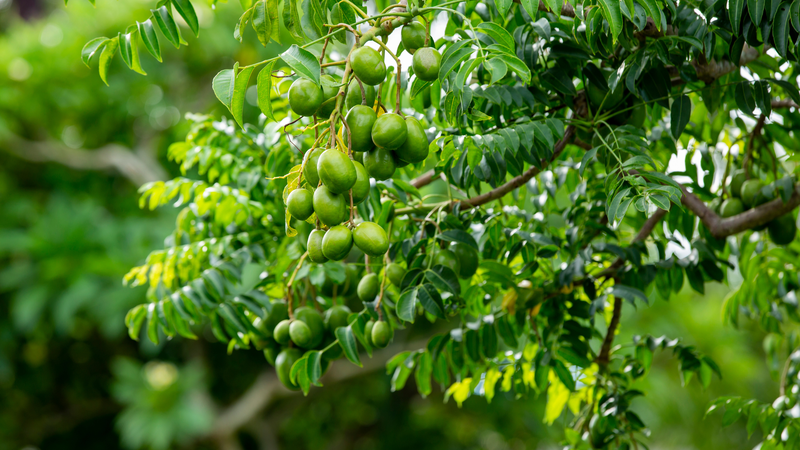 Lá cóc được dùng phổ biến trong ẩm thực vùng miền nhờ vị chua thanh dịu mát