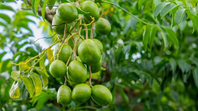 Cần rửa lá cóc thật sạch trước khi ăn sống