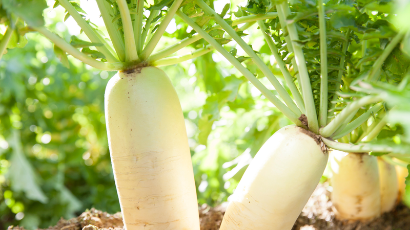 Để sử dụng lá củ cải trắng một cách an toàn, bạn cần lưu ý đến tình trạng sức khỏe cá nhân