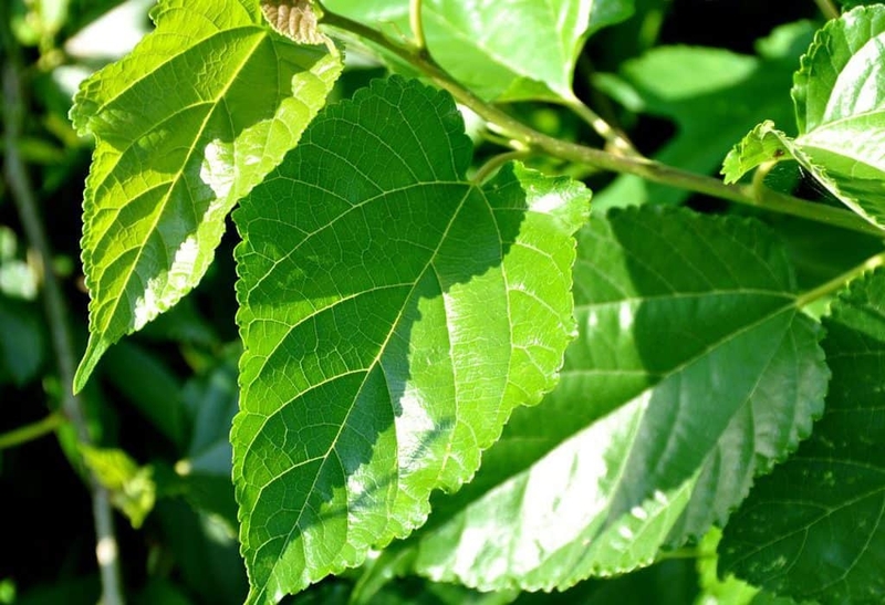 Lá dâu tằm ăn sống được không? Tác dụng phụ cần lưu ý là gì? 3