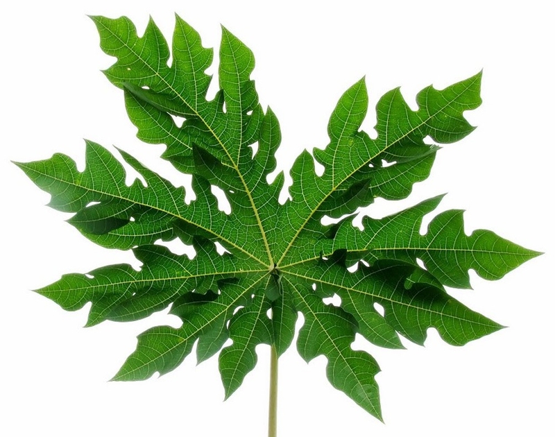 Lá đu đủ chữa ung thư phổi?2