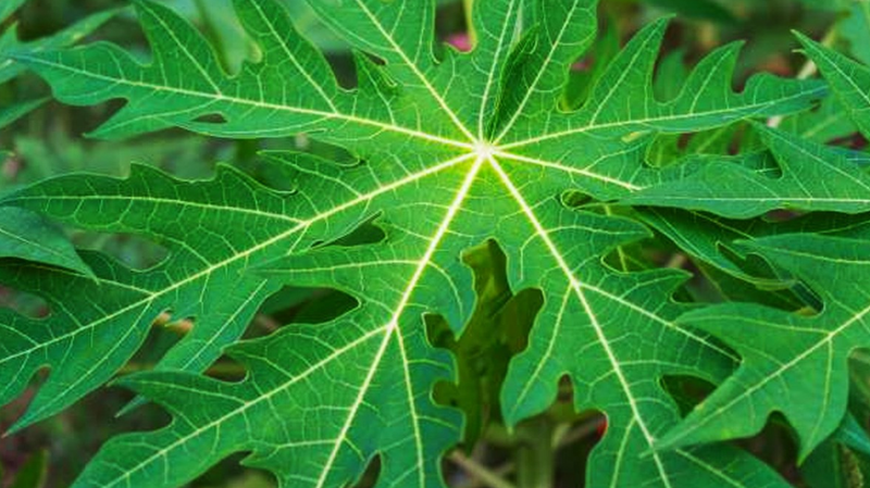 Lá đu đủ có tác dụng gì trong điều trị bệnh? Cách dùng thế nào hiệu quả? 1