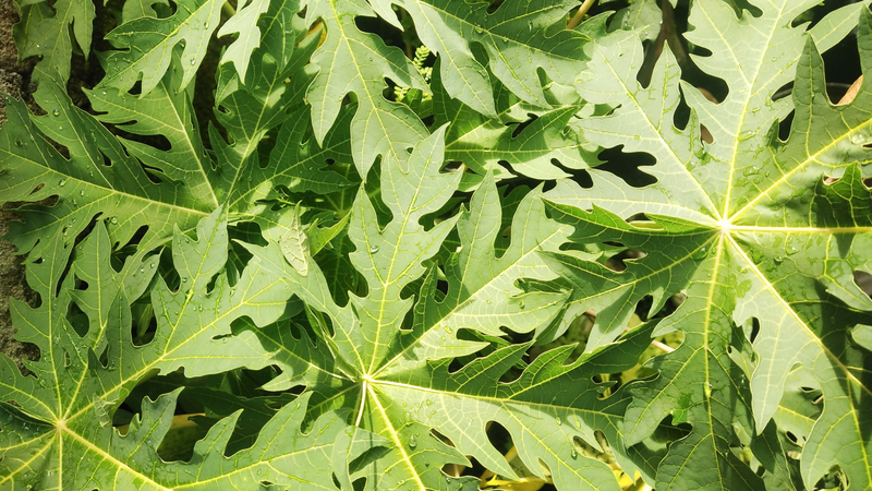 Dùng lá đu đủ trị ung thư có thực sự hiệu quả như lời đồn