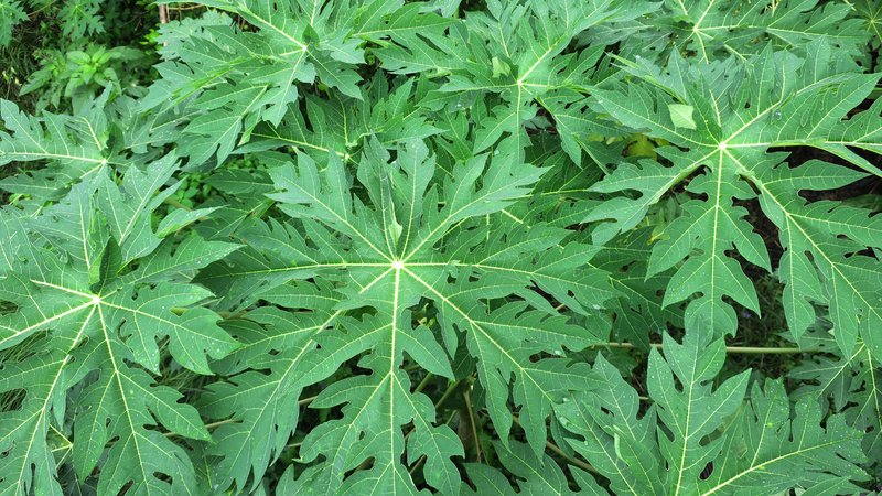 Tin vào lá đu đủ chữa ung thư có thể làm mất thời điểm vàng điều trị bệnh