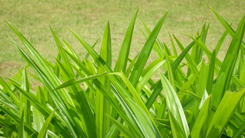 Cây lá dứa mọc thành từng bụi nhỏ, cao trung bình 30 - 40cm, thân mềm, ít phân nhánh