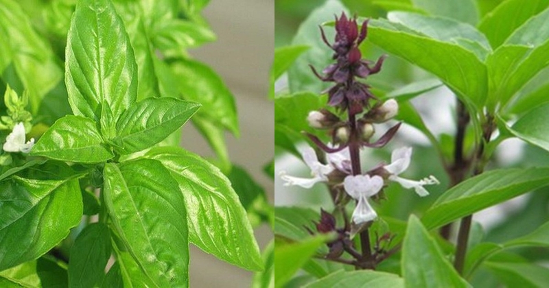 Lá é ăn sống được không? Các bài thuốc từ là é 1