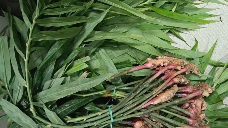 Dùng lá gừng nấu nước ngâm chân giúp mang lại cảm giác dễ chịu