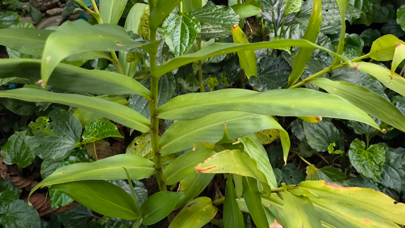 Lá gừng được sử dụng phổ biến trong nhiều bài thuốc dân gian