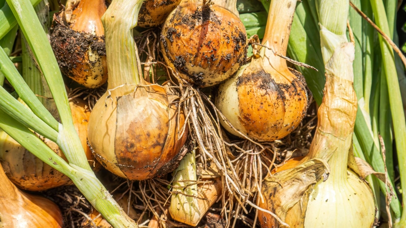 Lá hành tây chứa vitamin C, chất chống oxy hóa và một ít chất xơ