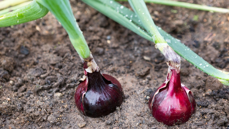 Chưa có khuyến nghị riêng về lá hành tây nhưng có thể ăn nếu đảm bảo an toàn thực phẩm