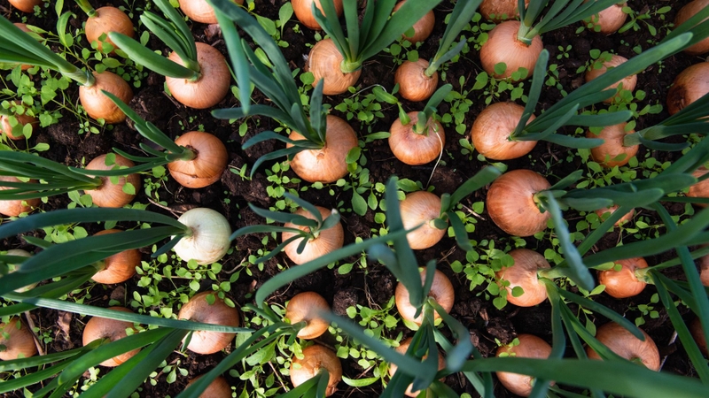 Nên rửa sạch, có thể ngâm nước muối, cắt nhỏ làm gia vị