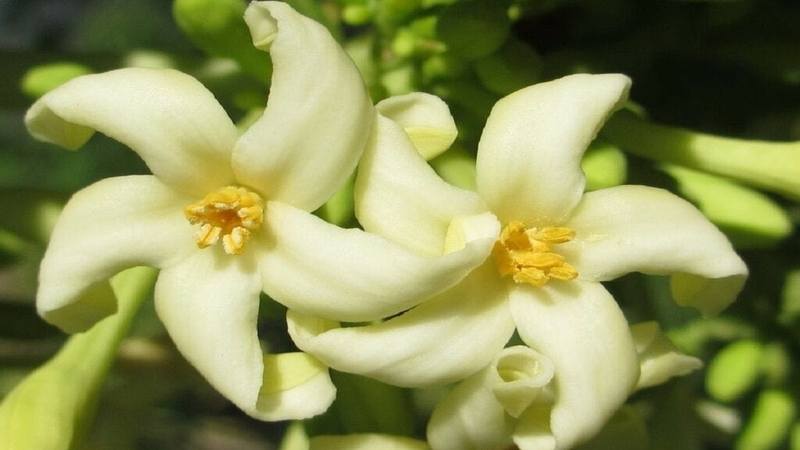 Lá hẹ - nguyên liệu tự nhiên giúp giảm nhanh cơn ho khó chịu 3