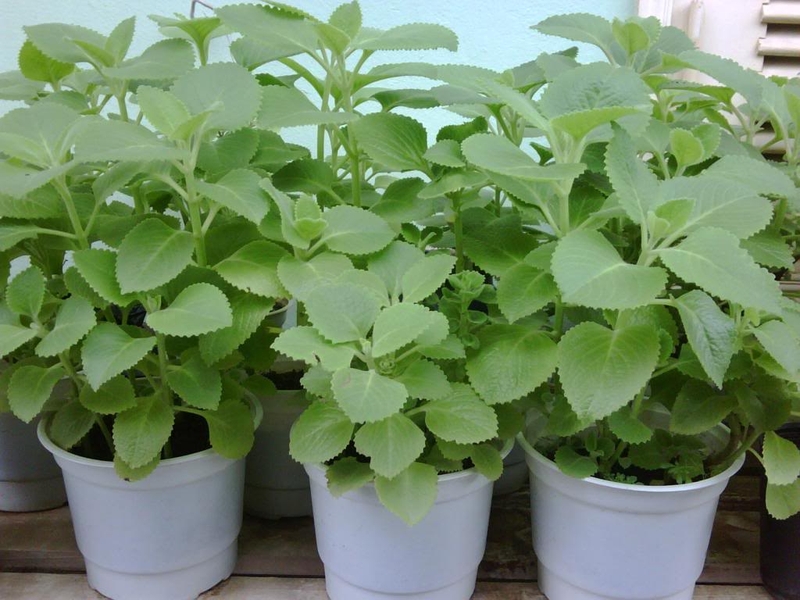 Lá húng chanh trị ho cho bà bầu được không? Những lưu ý khi dùng lá húng chanh trị ho 1