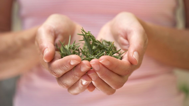 Hương thảo có nhiều lợi ích cho sức khỏe mà có thể bạn chưa biết