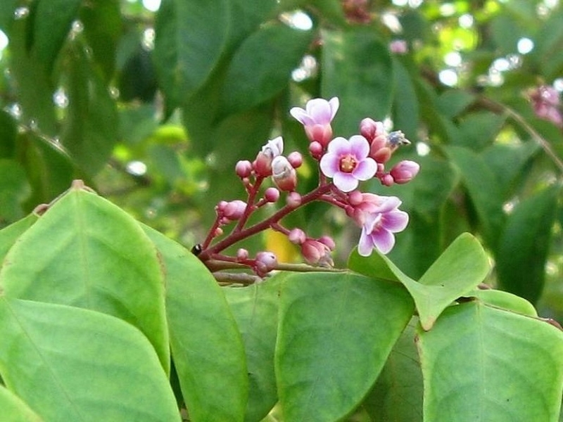 Chữa viêm da cơ địa bằng lá khế hiệu quả tại nhà 2