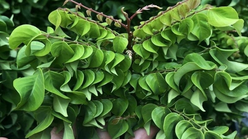 Chữa viêm da cơ địa bằng lá khế hiệu quả tại nhà 3