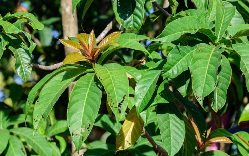 Lá lộc vừng: Dinh dưỡng, lợi ích sức khỏe và công dụng chữa bệnh 1