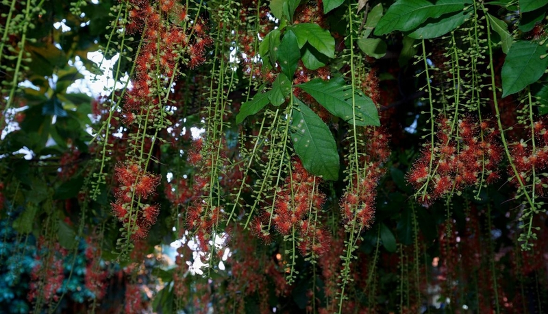 Lá lộc vừng: Dinh dưỡng, lợi ích sức khỏe và công dụng chữa bệnh 2