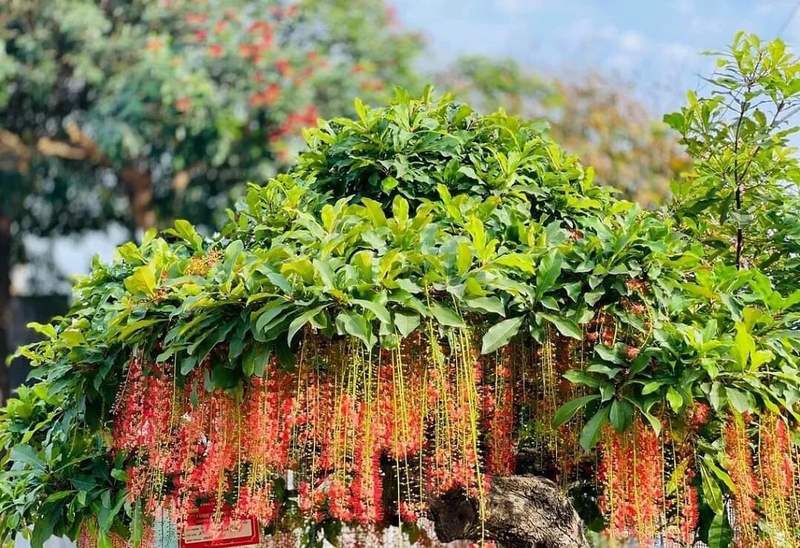 Lá lộc vừng: Dinh dưỡng, lợi ích sức khỏe và công dụng chữa bệnh 3