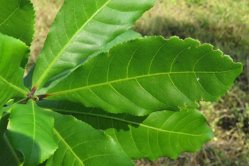 Lá lộc vừng: Dinh dưỡng, lợi ích sức khỏe và công dụng chữa bệnh 4