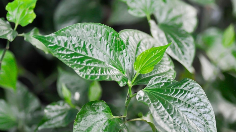 Lá lốt có tác dụng gì? Cách dùng lá lốt tốt cho sức khỏe 1