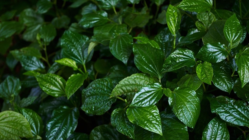 Lá lốt có tác dụng gì? Cách dùng lá lốt tốt cho sức khỏe 4