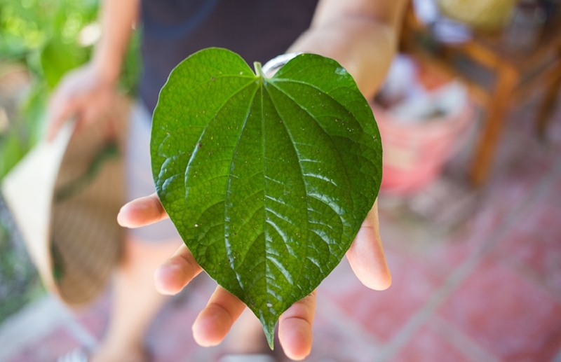 Lá lốt có tác dụng gì? Cách dùng lá lốt tốt cho sức khỏe 2