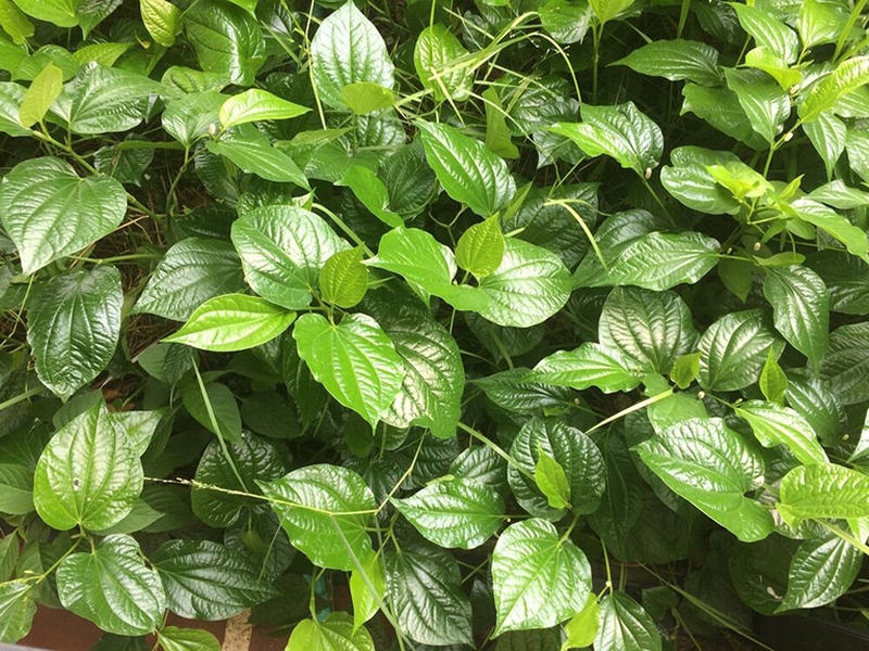 6 mẹo chữa viêm da cơ địa bằng lá lốt bạn nên biết 3