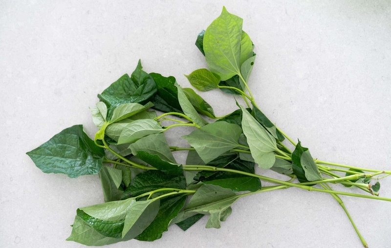 Lá lốt có tác dụng gì? Cách dùng lá lốt tốt cho sức khỏe 5