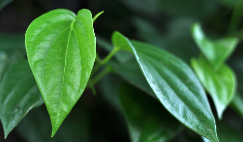 Lá lốt chữa đau răng chỉ là phương pháp tạm thời