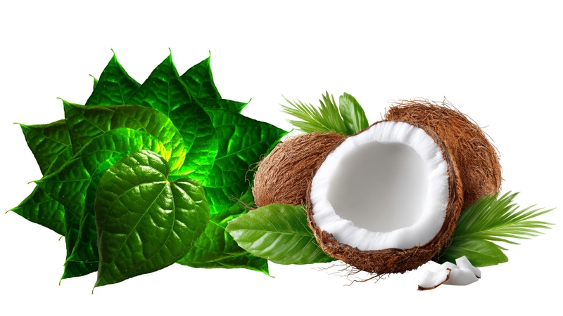 Lá lốt uống với nước dừa trị bệnh gì?