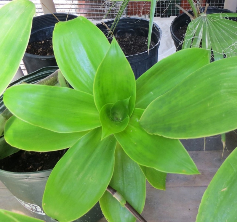 Mẹo sử dụng lá lược vàng chữa viêm họng 2