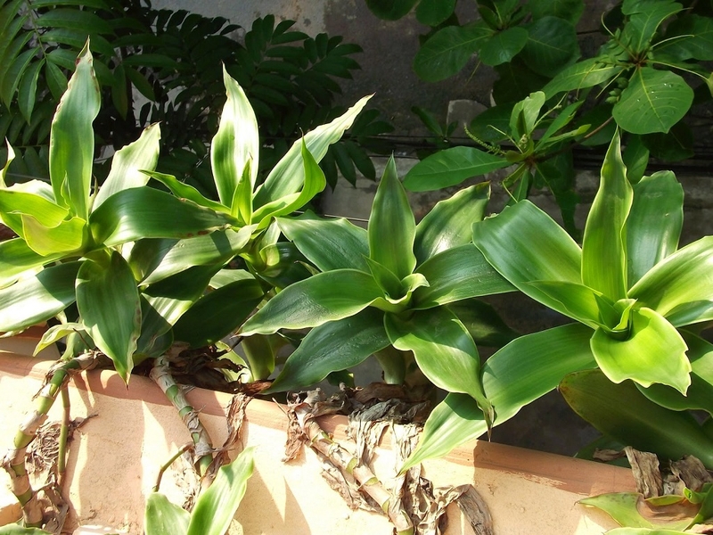 Mẹo sử dụng lá lược vàng chữa viêm họng 3