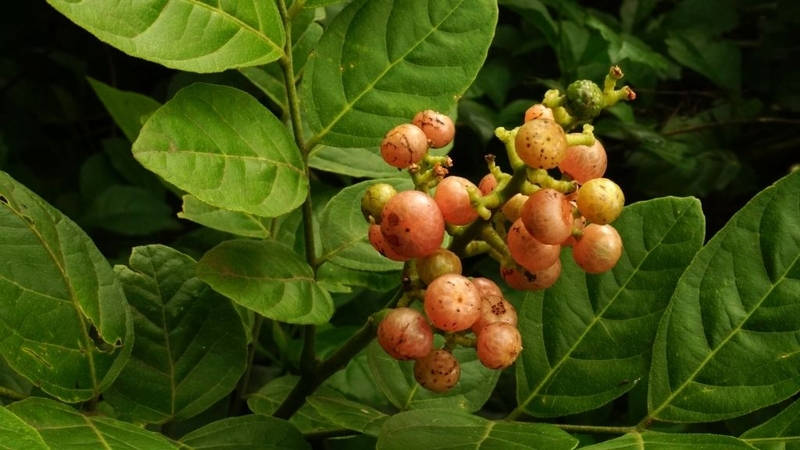 Lá mắc mật: Thành phần dinh dưỡng, lợi ích sức khỏe 1