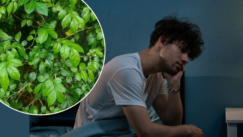 Lá mắc mật: Thành phần dinh dưỡng, lợi ích sức khỏe 4