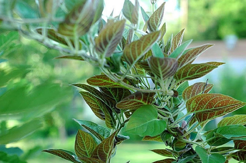 Cách sử dụng lá mơ lông chữa tiêu chảy hiệu quả 1