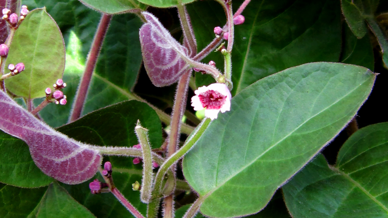 Lá mơ lông với mật ong có tác dụng gì là thắc mắc của nhiều người