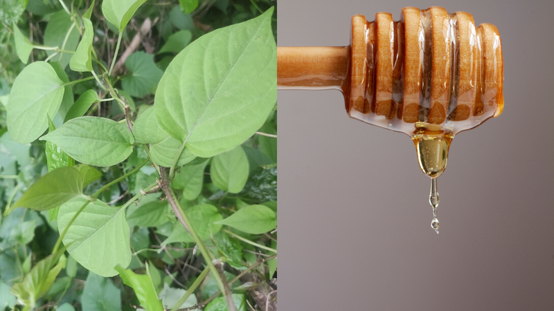 Thành phần trong lá mơ lông và mật ong hỗ trợ hệ vi sinh vật đường ruột