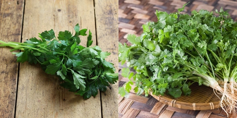 Lá mùi tây có tác dụng gì? Phân biệt lá mùi tây và rau mùi 4