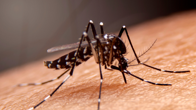 la-na-co-tac-dung-gi-trong-dieu-tri-benh-va-suc-khoe-tong-quat 1