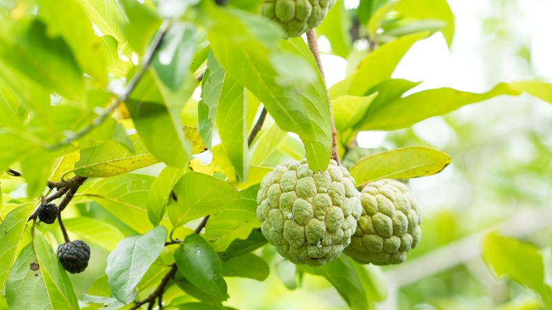 la-na-co-tac-dung-gi-trong-dieu-tri-benh-va-suc-khoe-tong-quat 3