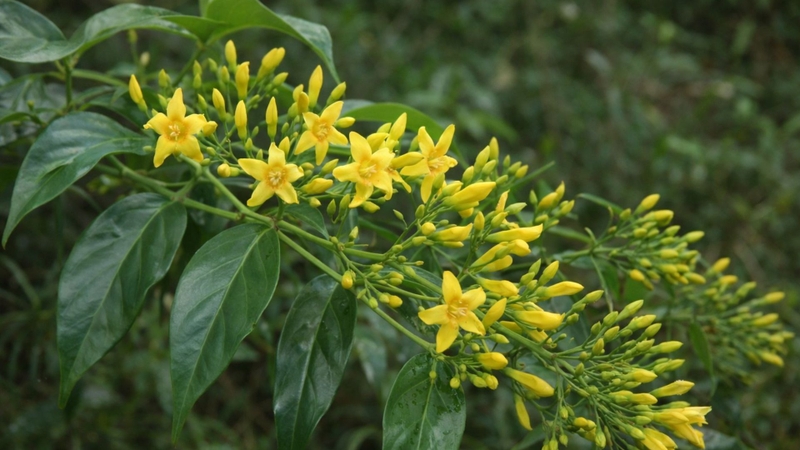 Lá ngón chứa các alkaloid cực độc như: Gelsemine, Gelseminine, Koumine